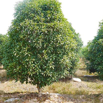 【绿天然】桂花树苗 地径12cm