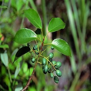 【绿天然】杜英树苗 地径15cm