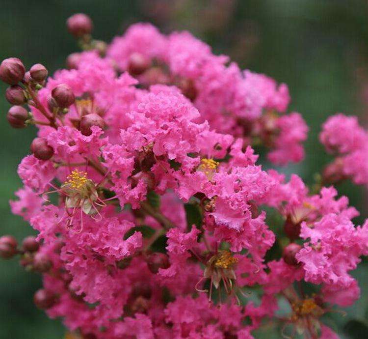 【绿天然】紫薇树苗 行道树紫薇花 地径5cm