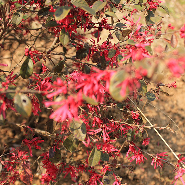 【绿天然】红花檵木红桎木 蓬径100cm