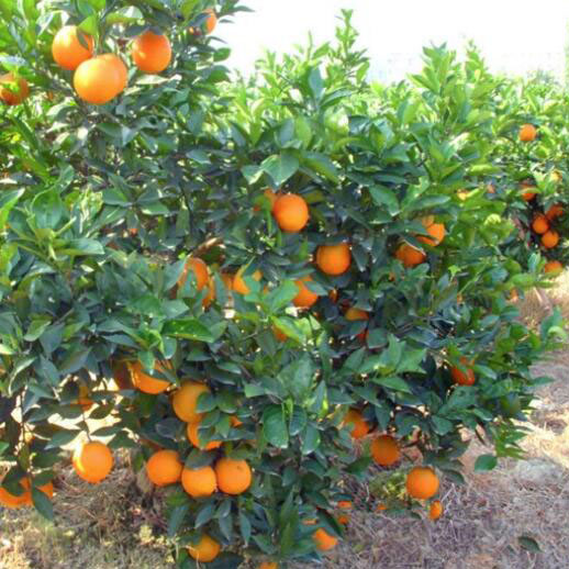 【绿天然】橙子树苗 地径6cm