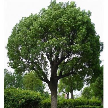 【绿天然】樟树苗 地径14-50cm