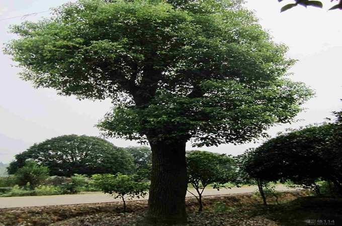 【绿天然】樟树苗 地径14-50cm