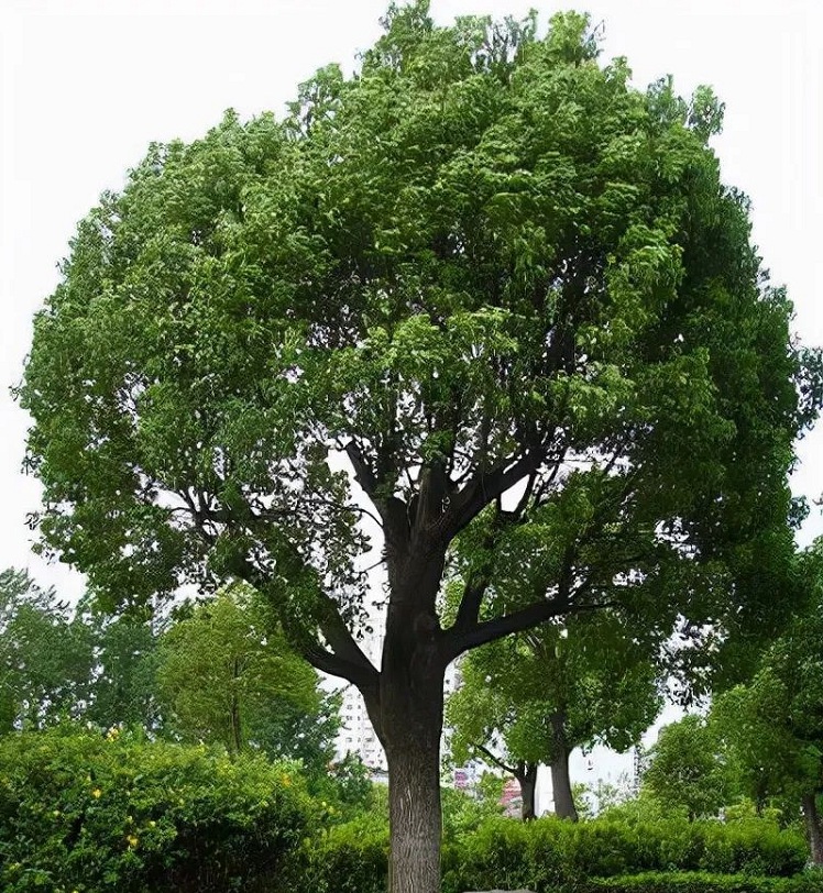 【绿天然】樟树苗 地径14-50cm