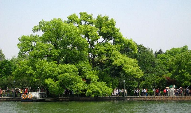 【绿天然】樟树苗 地径14-50cm