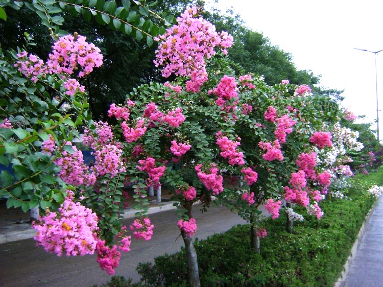 【绿天然】紫薇树苗 地径5cm