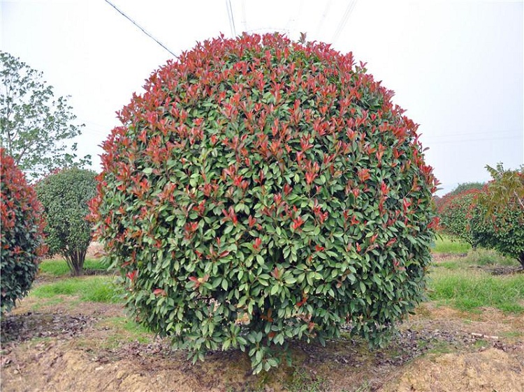 【绿天然】红叶石楠 树径5-25cm