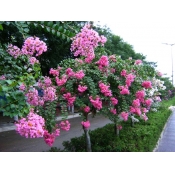【绿天然】紫薇树苗 地径5cm