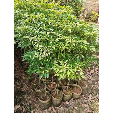 【绿天然】金丝楠木 地径3cm