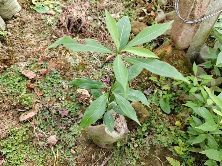 【绿天然】金丝楠木 地径3cm